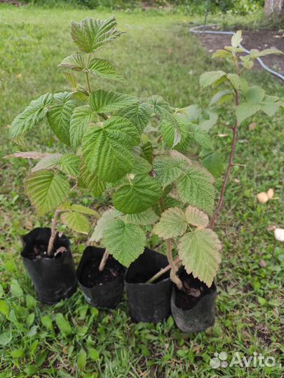 Саженцы малины