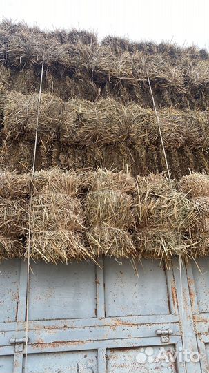 Солома пшеничная