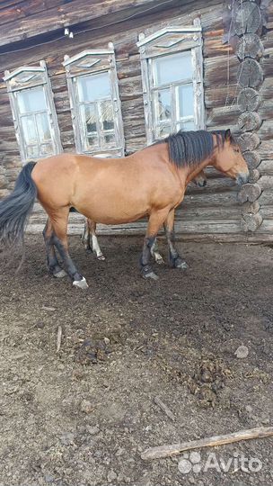 Продам кобыл