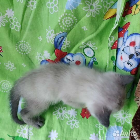 Пушистые комочки