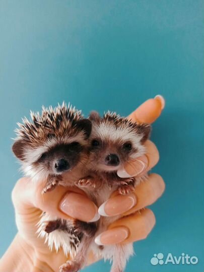 Карликовый Африканский ёжик