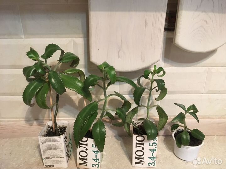 Каланхоэ лечебный