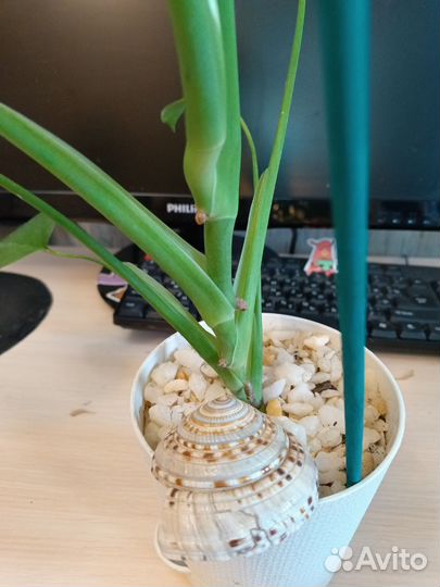 2 горшочка Монстера активно пошла в рост