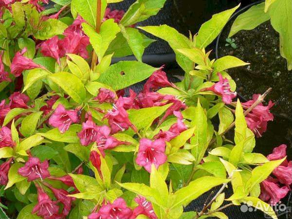 Вейгела Голден Джинс