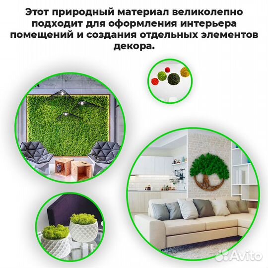 Мох ягель стабилизированный от производителя