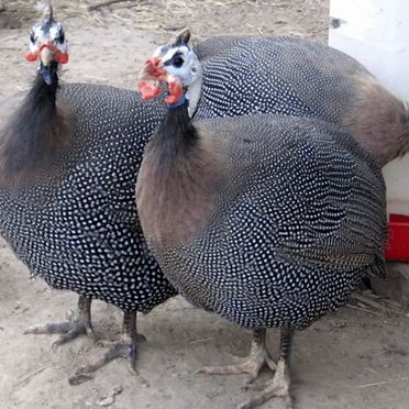 Продам семью цесарок