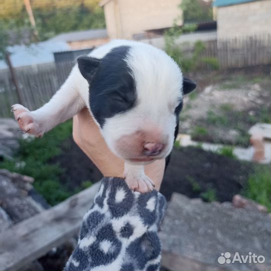 Отдам щенят в добрые руки