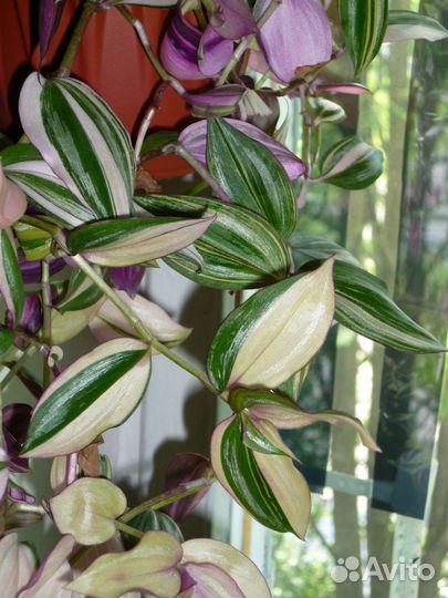 Традесканция разная, сеткреазия, сциндапсус