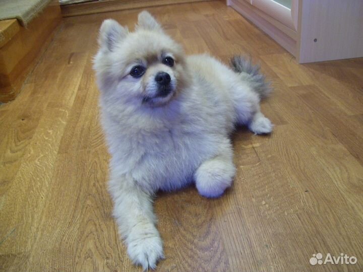 Домашняя передержка Вашего животного-фотоотчет