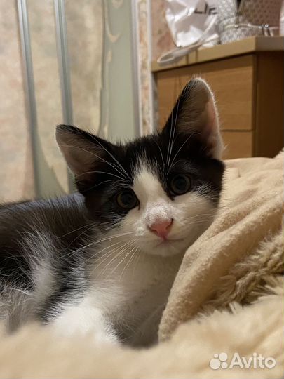 Котенок в добрые руки