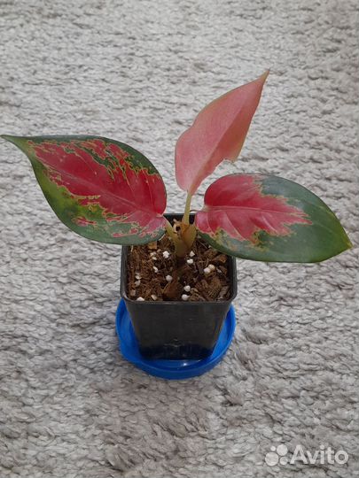 Аглаонемы Орхидея,Клубичный лёд сингониум и др