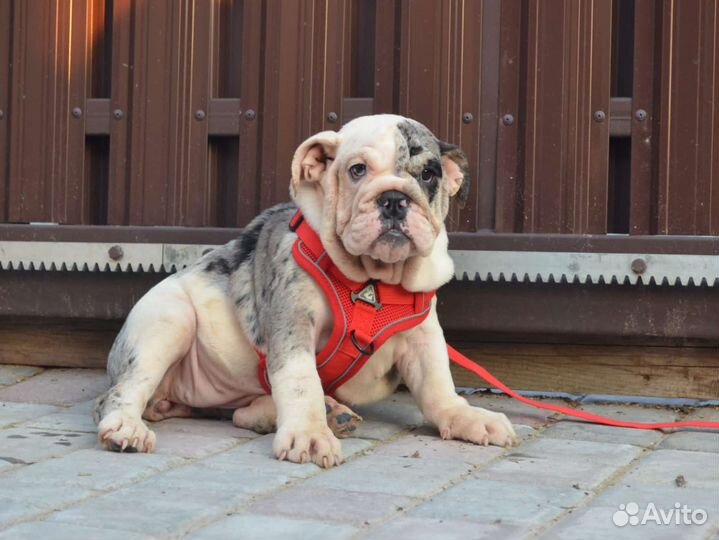 Английский бульдог,мерлюшка