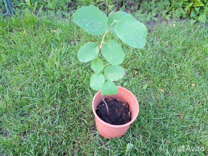 Саженцы плодовых и декоративных деревьев