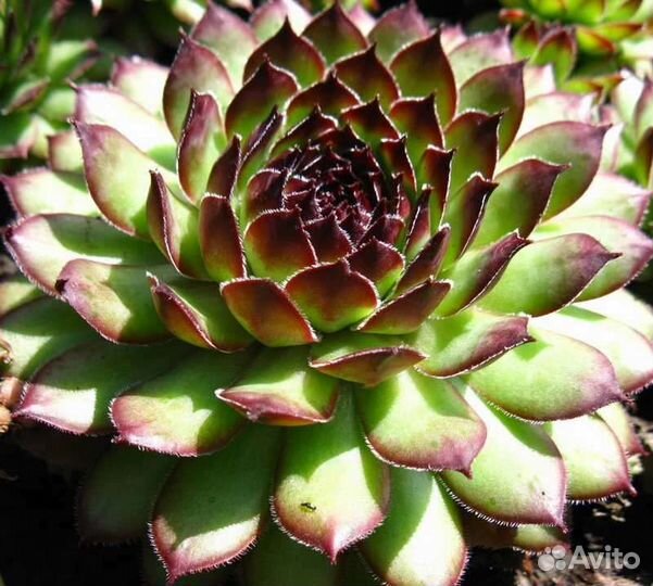 Многолетние цветы: Молодило - каменная роза