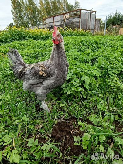 Петухи маран и голошейки