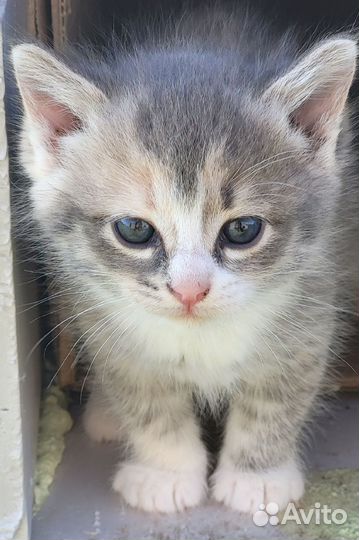 Котята 1,5 месяца в заботливую семью