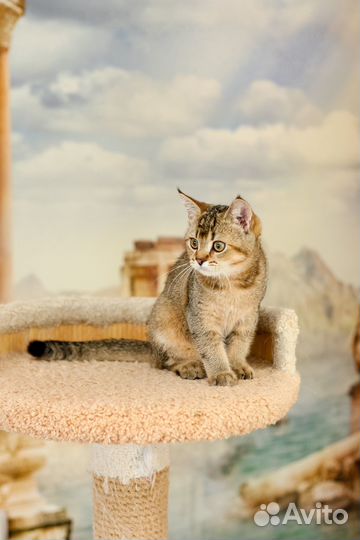 Шотландский прямоухий кот