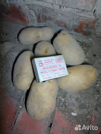 Картошка сорт Галанка. Доставка бесплатная