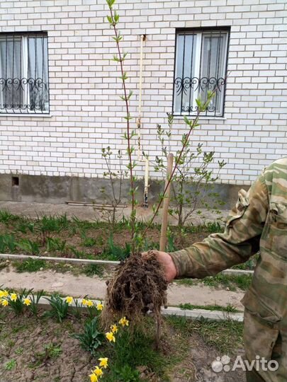 Чубушник и сирень махровая