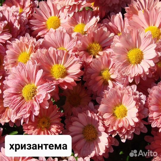 Многолетние цветы