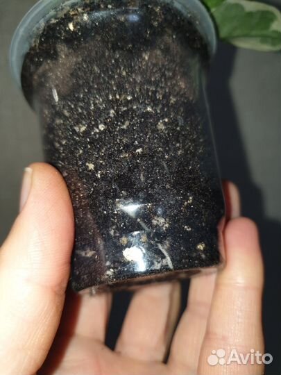 Эпипремнумы, монстера