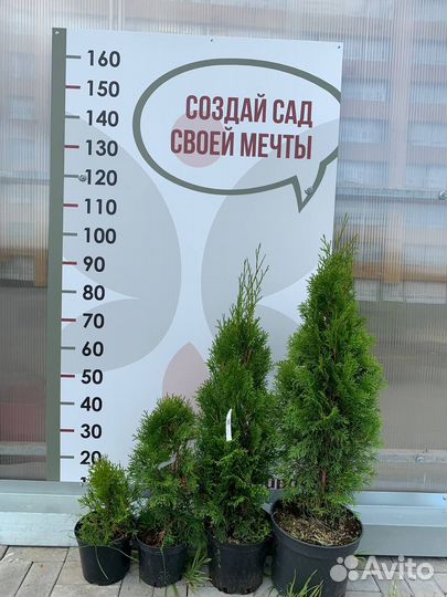 Туя смарагд