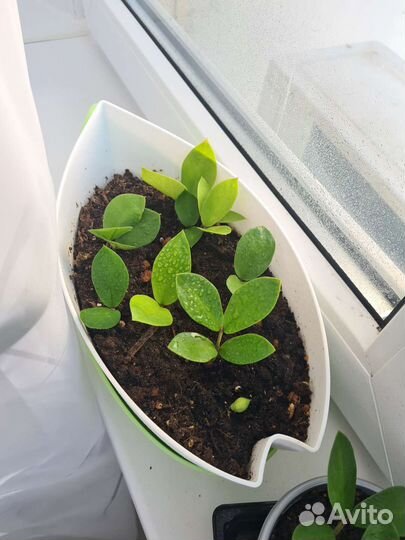 Замиокулькас