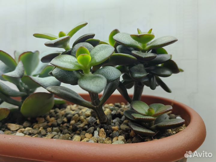 Сортовые крассулы (толстянки) Минисад