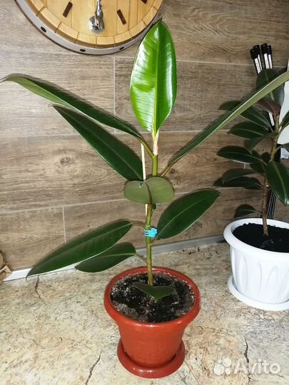 Фикус каучуконосный