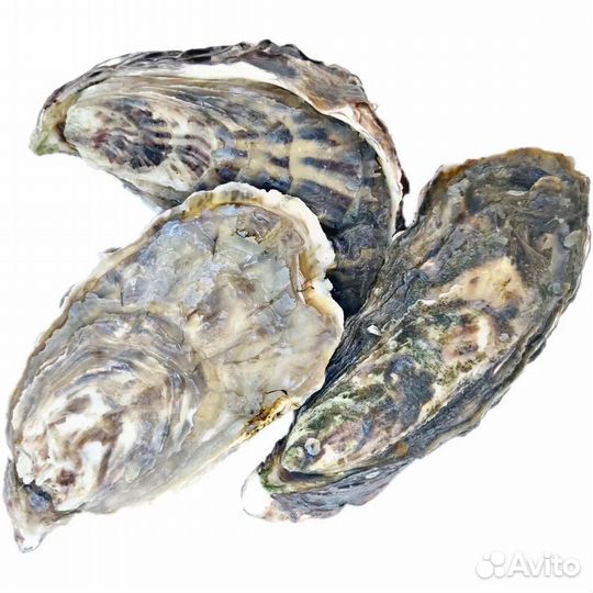 Устрицы, Ежи живые