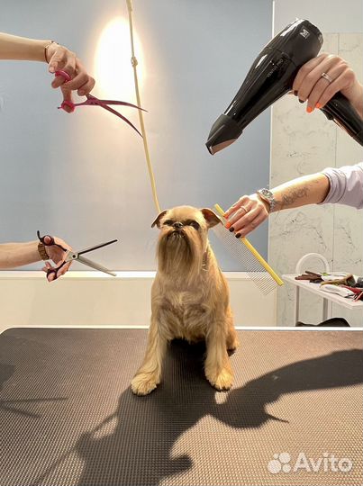 Груминг зона аренда