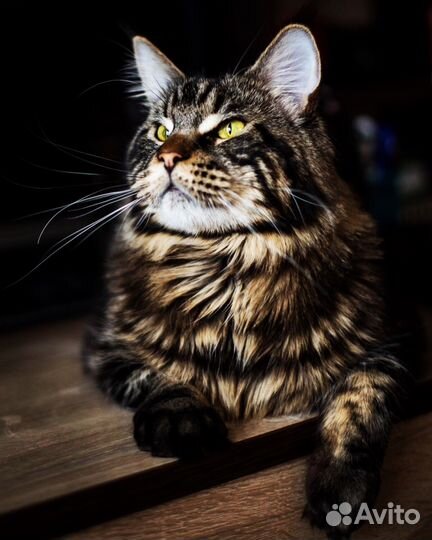 Вязка с котом