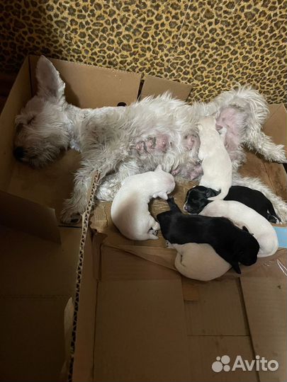 Собаки щенки