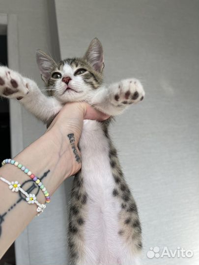 Профессиональный котенок