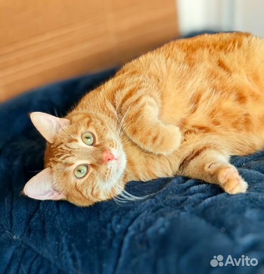 Рыжий мраморный кот в дар