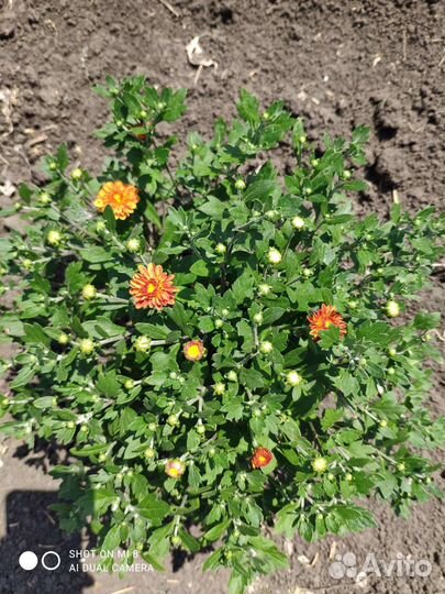 Хризантема мультифлора ранние сорта