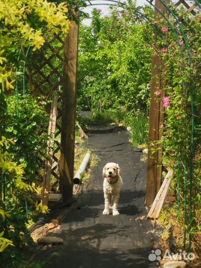 Вязка американский кокер спаниель