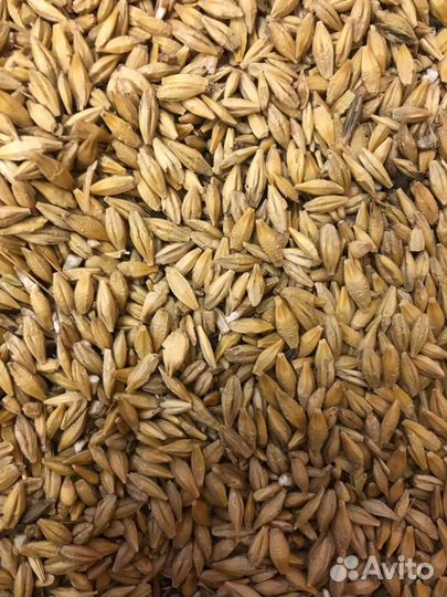 Ячмень в мешках по 30кг