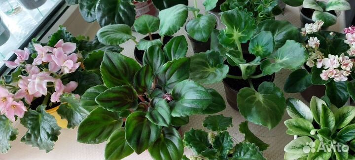 Сортовые фиалки детки, стартеры, цветущие, черенки