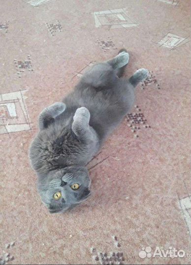 Вязка шотландский котик