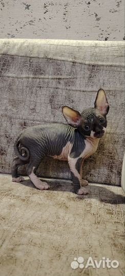 Канадские сфинксята