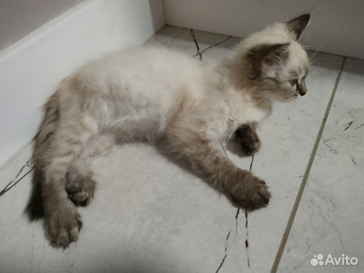 Котята в добрые руки бесплатно