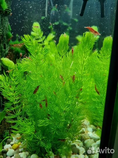 Креветки вишня