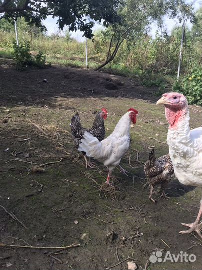 Пушкинские петухи