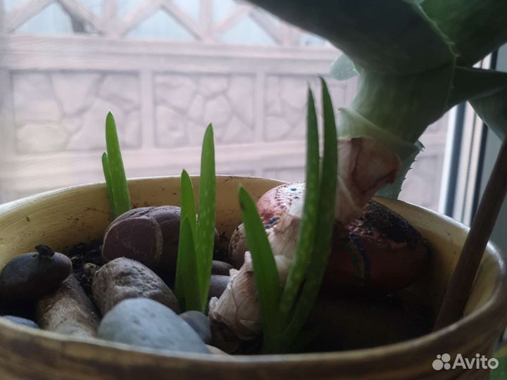 Алоэ вера и фиалки