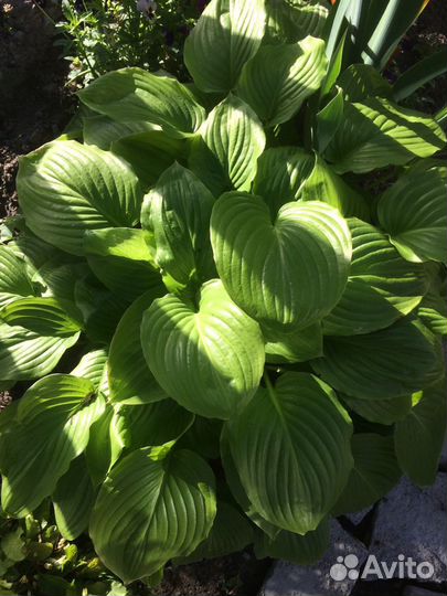 Садовые цветы