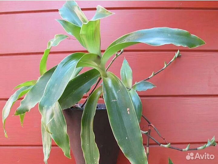 Отростки Золотого уса Коллизия душистая