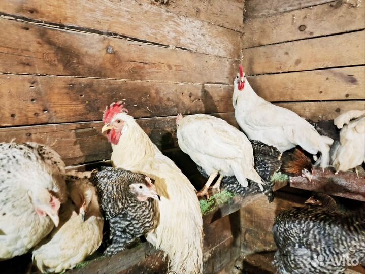 Куры молодки
