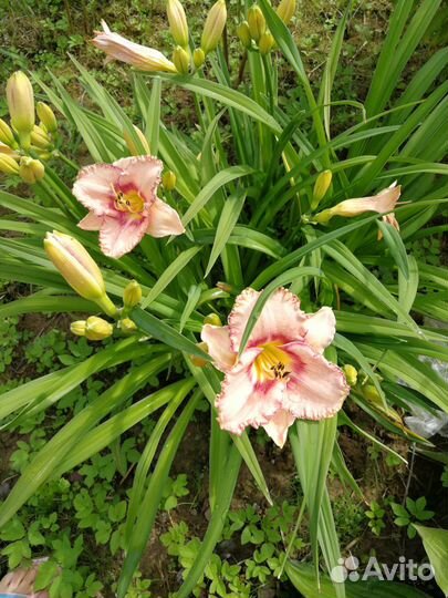 Лилейник Нью Квест