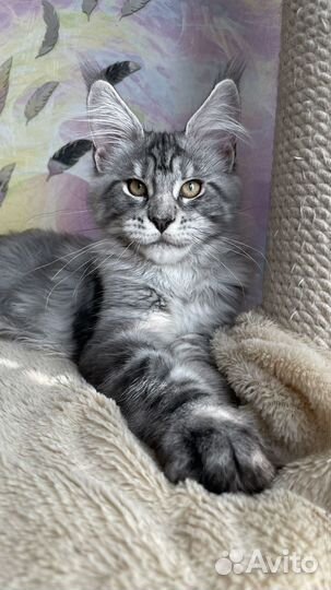 Мейн-кун серебряная кошечка
